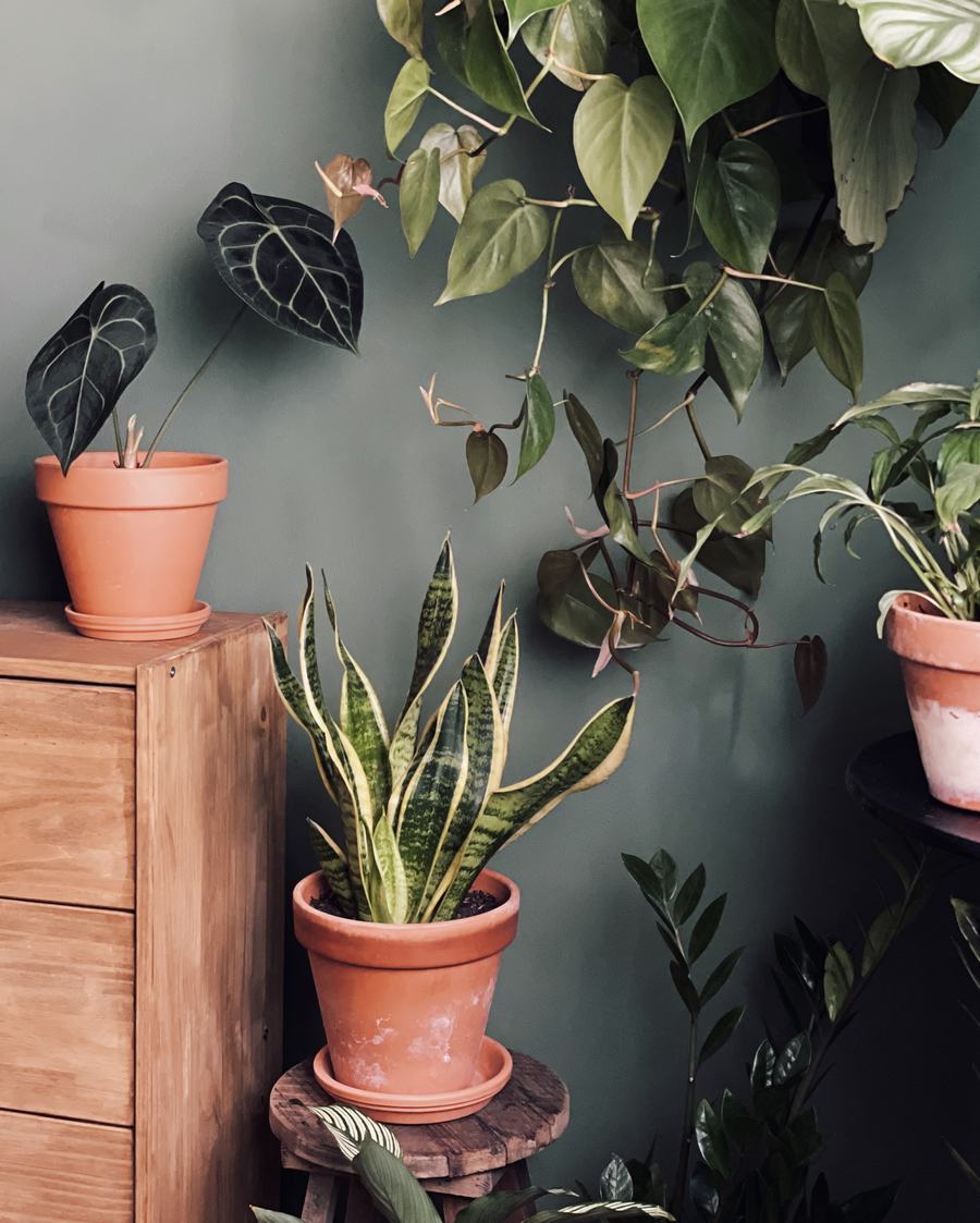 Rustic line of terracotta pots