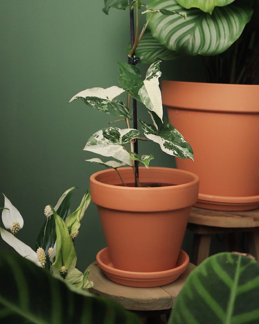 Traditional line of terracotta pots